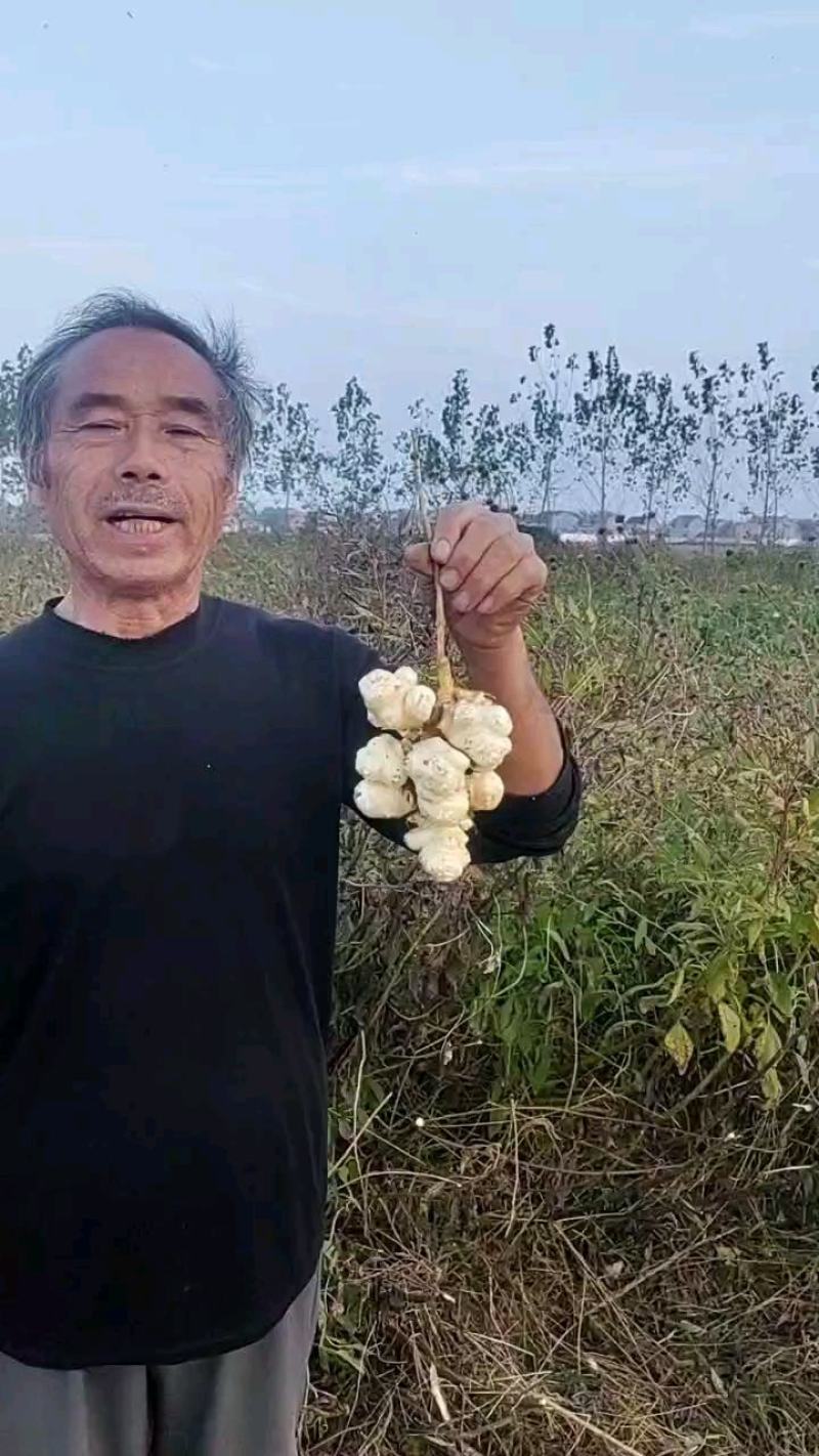 山东沙地洋姜上市，量大优惠，寻求酱菜厂合作，加工厂合作