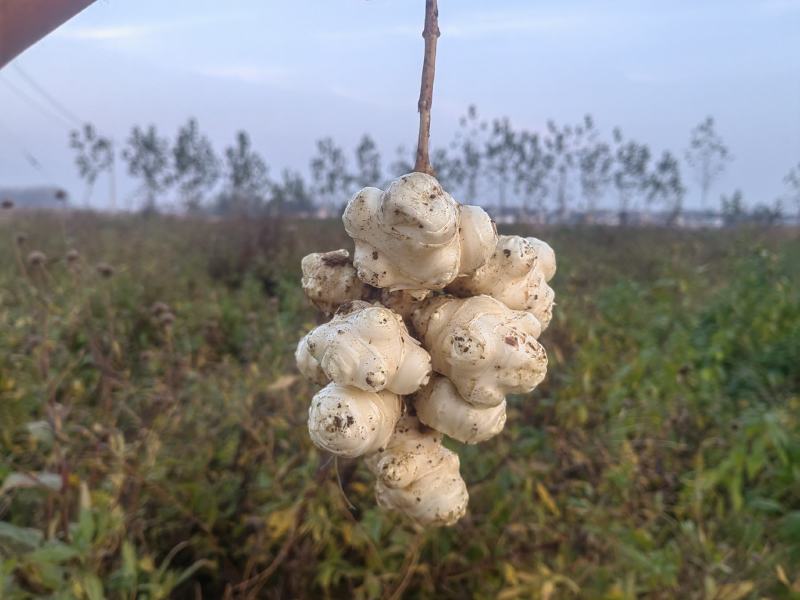 山东沙地洋姜上市，量大优惠，寻求酱菜厂合作，加工厂合作