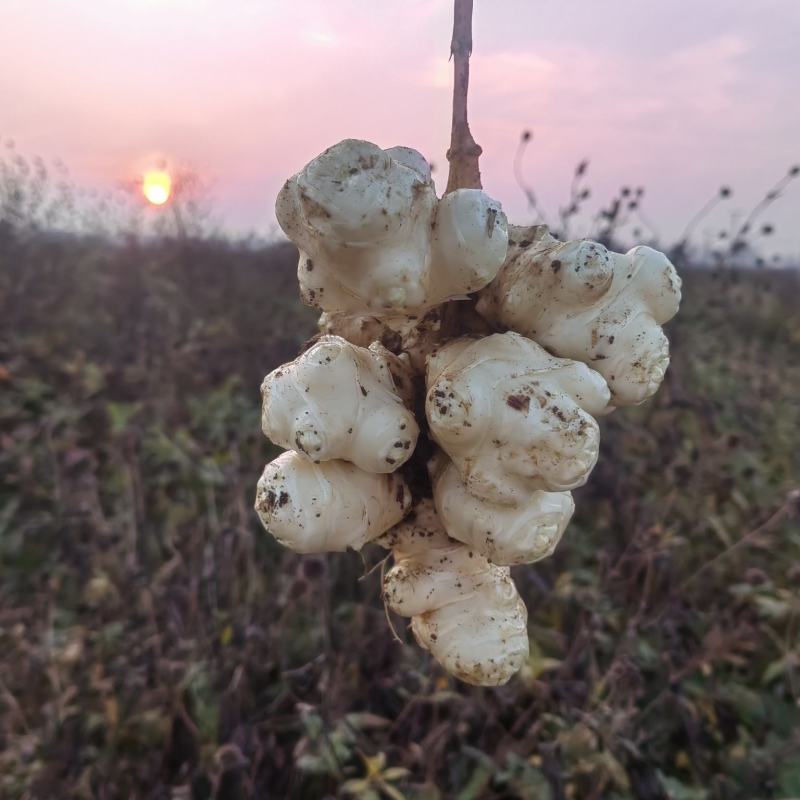 山东沙地洋姜上市，量大优惠，寻求酱菜厂合作，加工厂合作