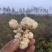 山东沙地洋姜上市，量大优惠，寻求酱菜厂合作，加工厂合作