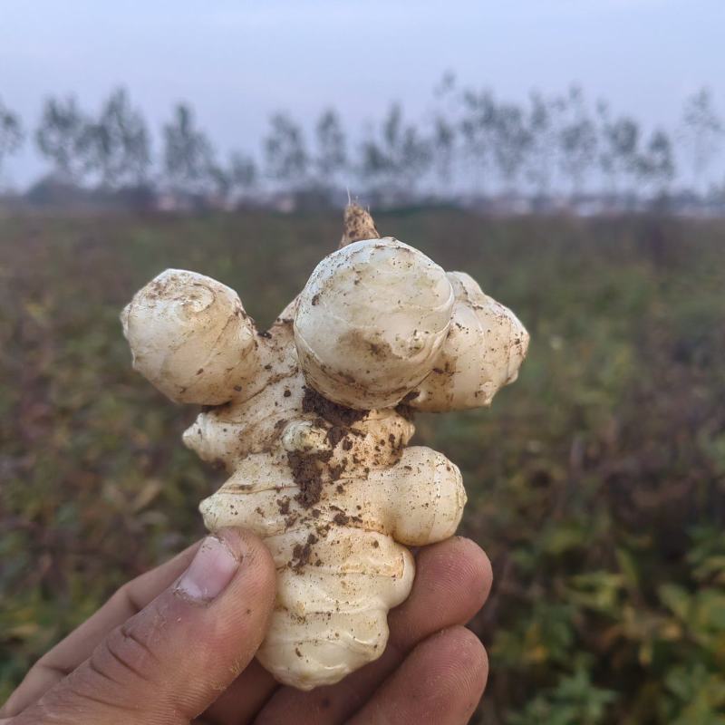 山东沙地洋姜上市，量大优惠，寻求酱菜厂合作，加工厂合作