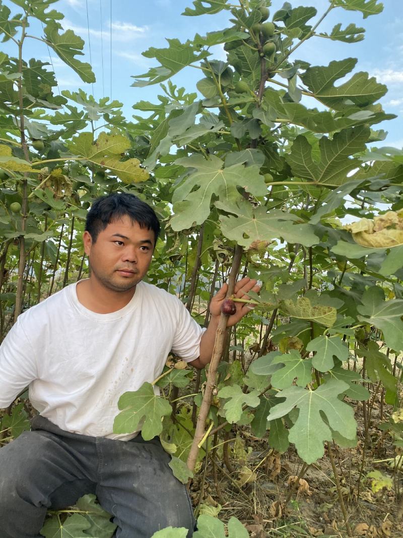 波姬红无花果苗，