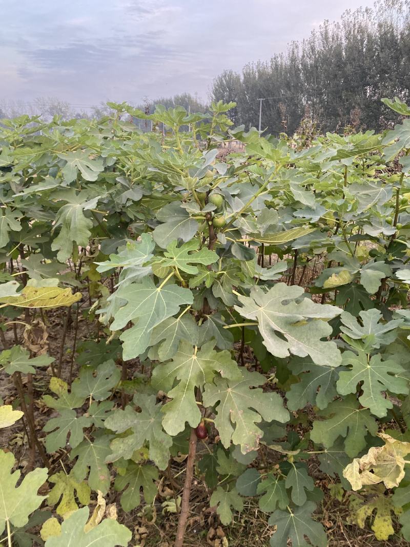 波姬红无花果苗，