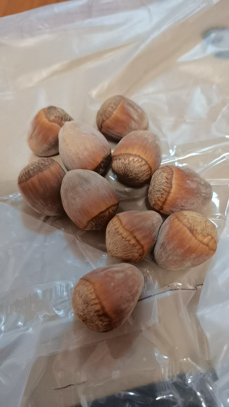 长毛大榛子