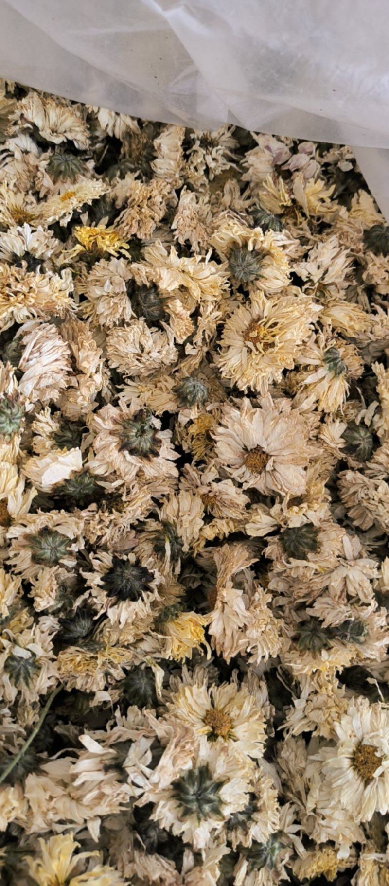 菊花中药材批发菊花质量保证量大从优