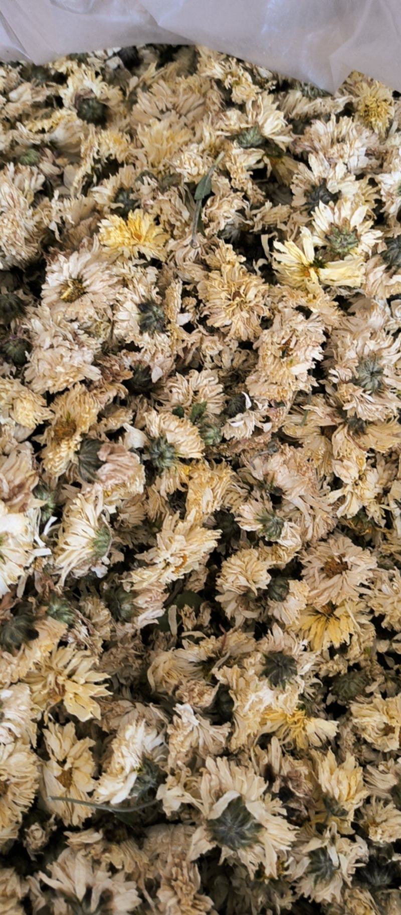菊花中药材批发菊花质量保证量大从优