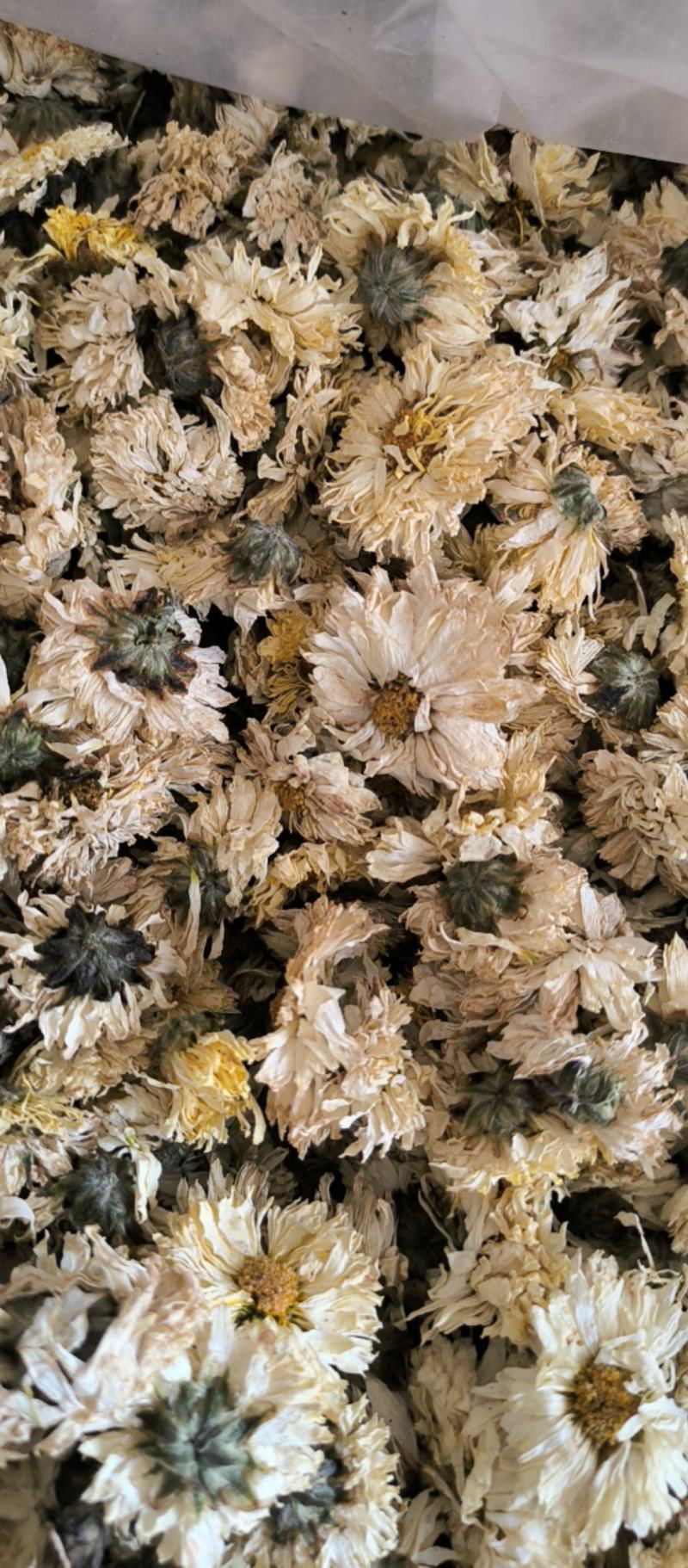 菊花中药材批发菊花质量保证量大从优