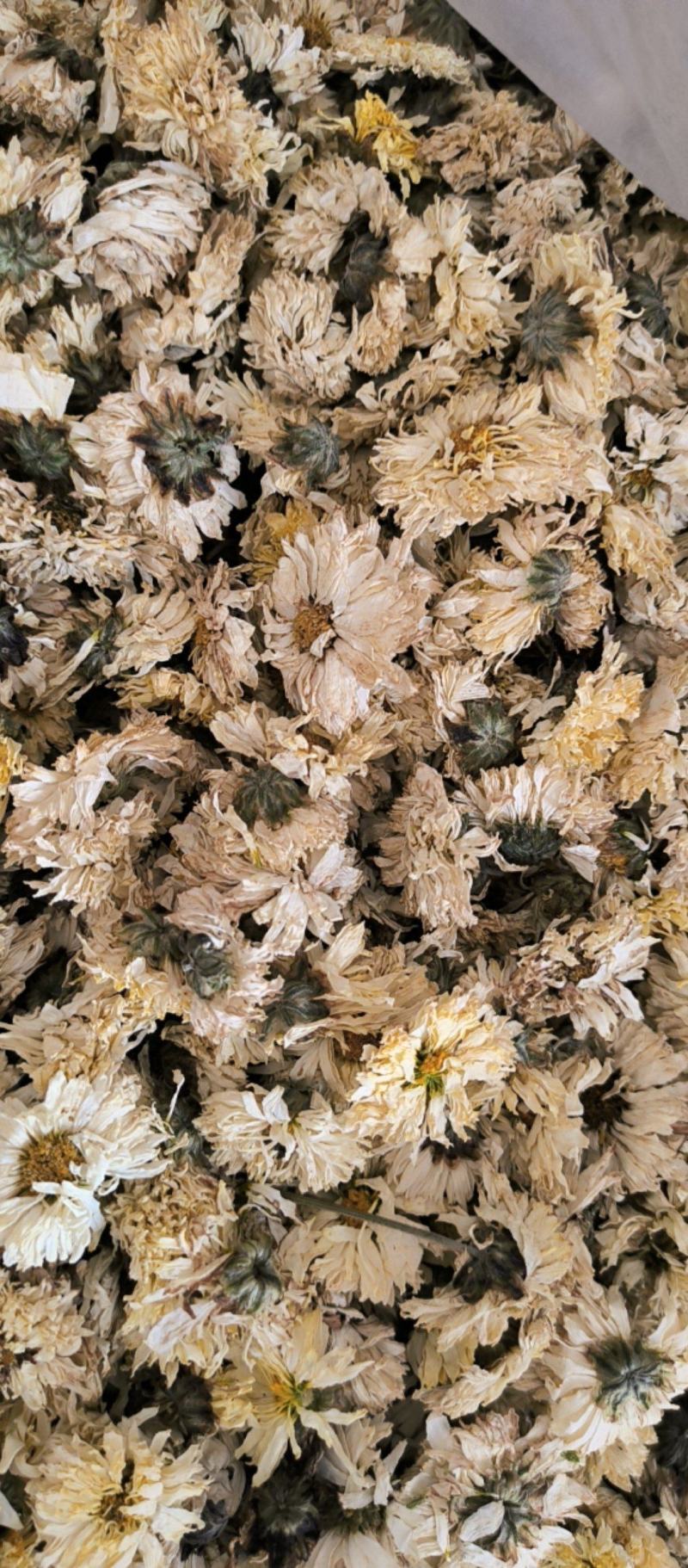菊花中药材批发菊花质量保证量大从优
