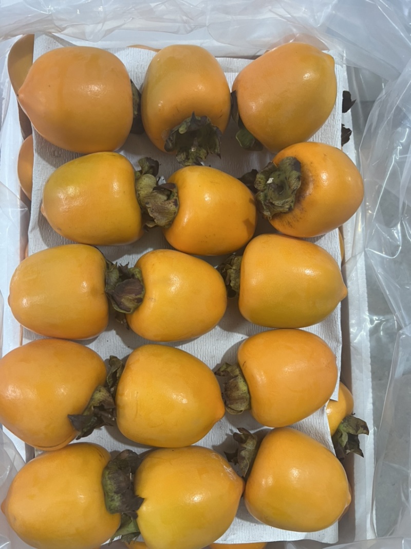 福建炮弹柿，脆甜柿子，软糯香甜，产地一首货源。