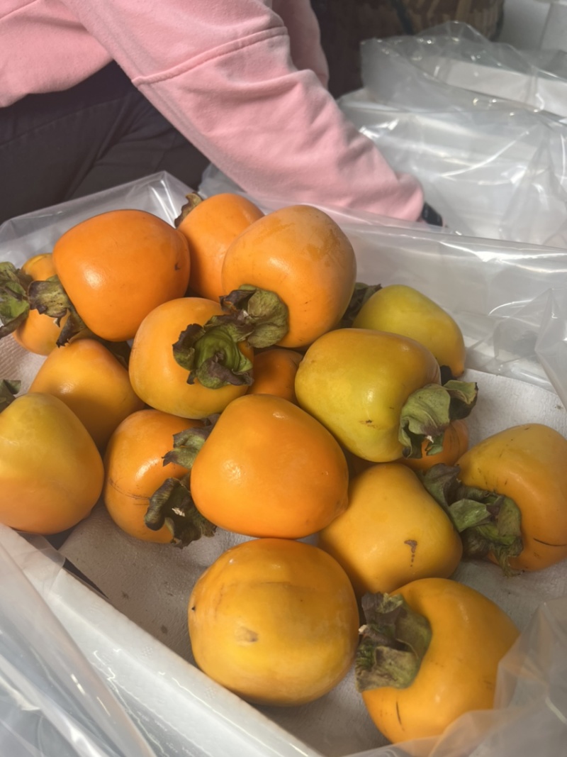 福建炮弹柿，脆甜柿子，软糯香甜，产地一首货源。