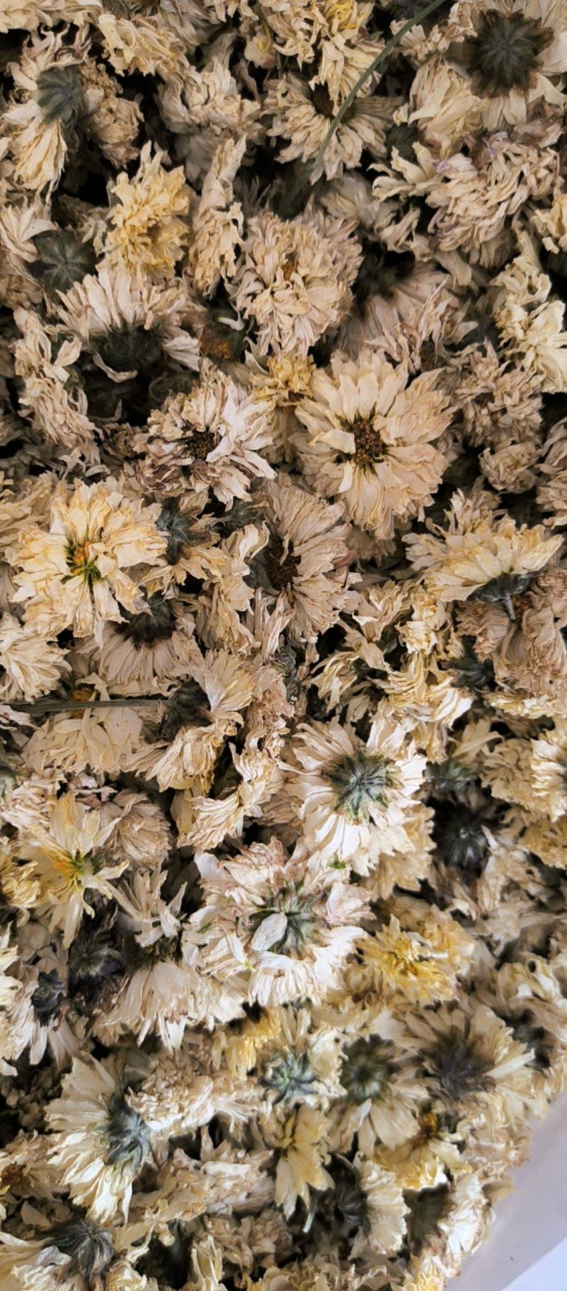 菊花中药材批发菊花质量保证量大从优