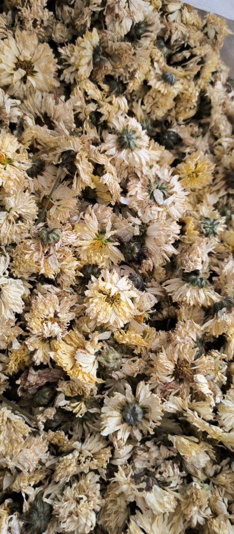菊花中药材批发菊花质量保证量大从优