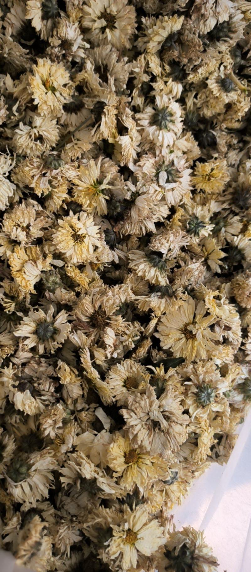 菊花中药材批发菊花质量保证量大从优