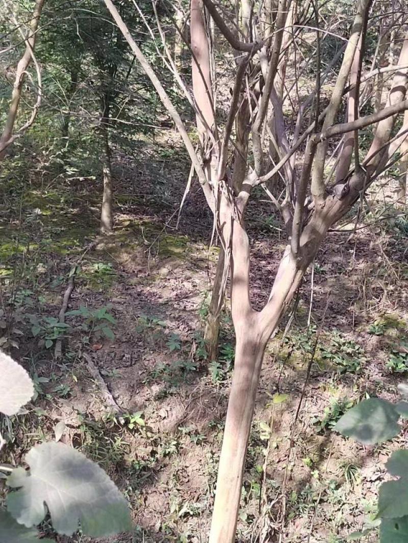 4-5公分紫薇，
