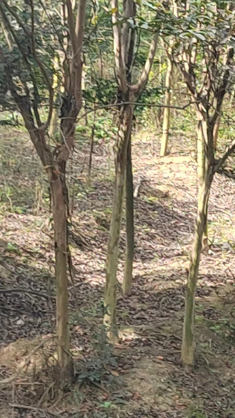 4-5公分紫薇，