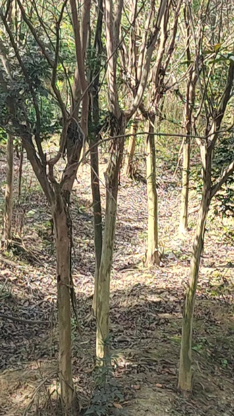 4-5公分紫薇，