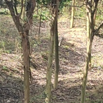 4-5公分紫薇，