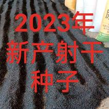 射干种子2023年新产射干籽种植简单效益高