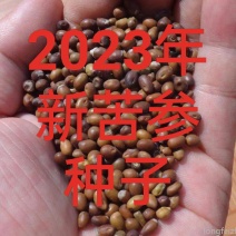 苦参种子2023年新苦参籽价格好产量高