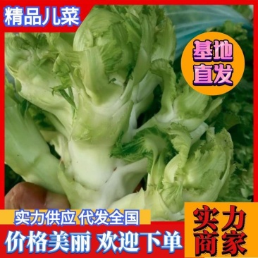 精品儿菜，娃娃大，一手货源，万亩基地随到随装，诚信经营