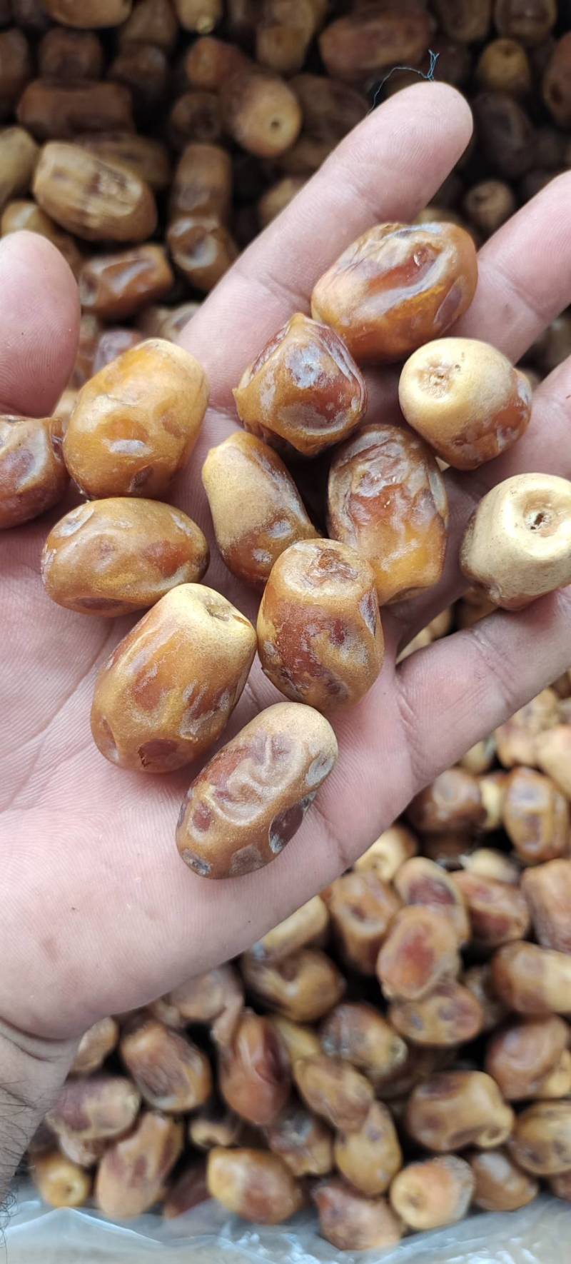 黄金椰枣