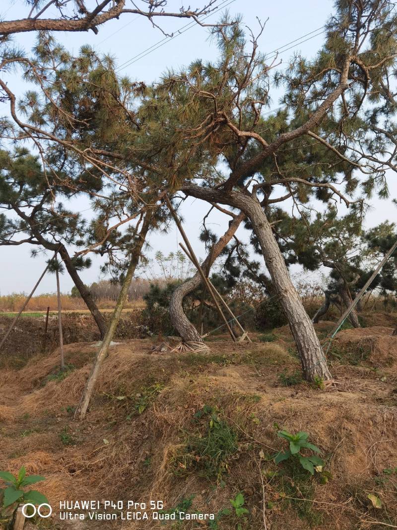 造型黑松毛坯树移栽大树30公分