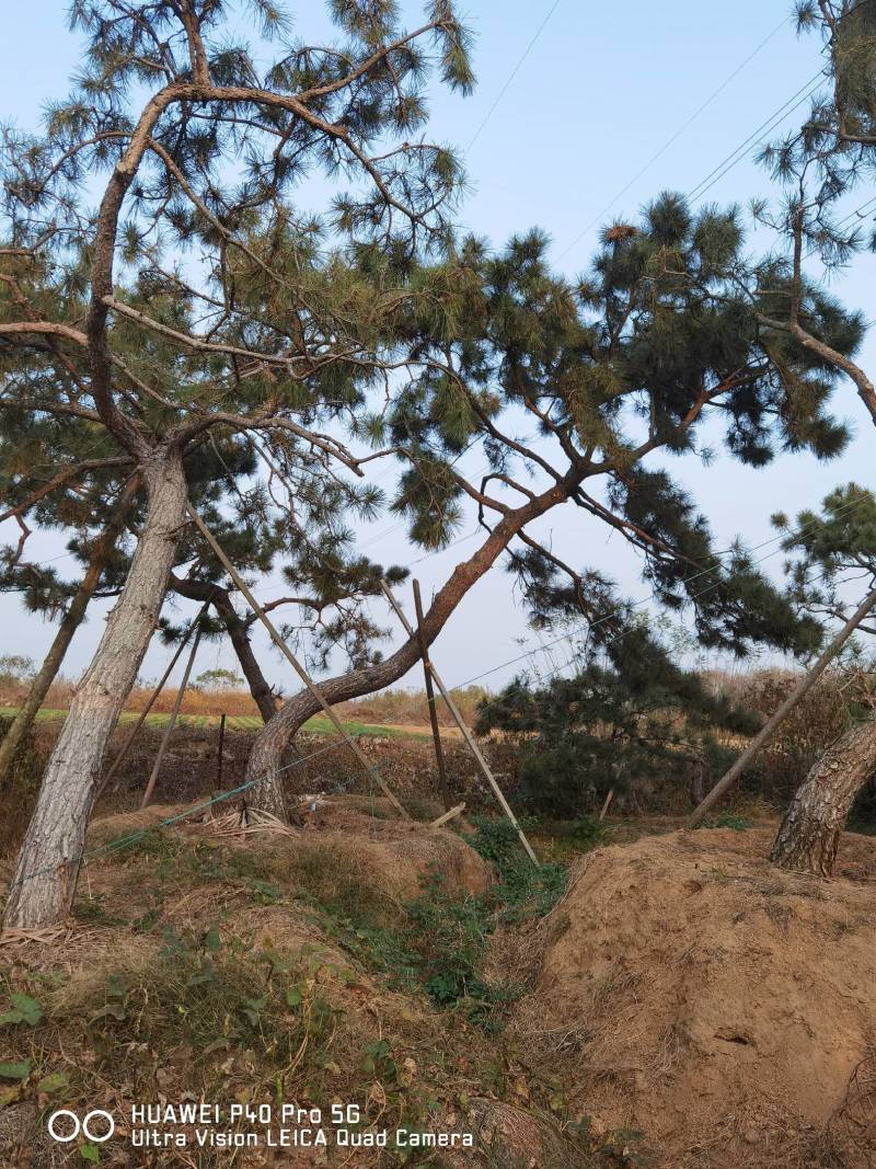 造型黑松毛坯树移栽大树30公分