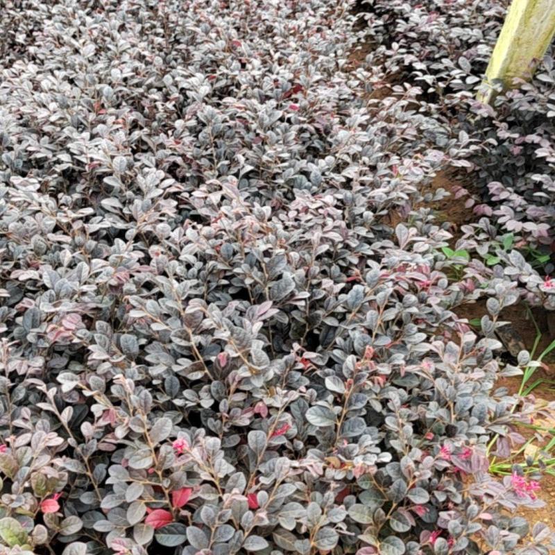 红花继木