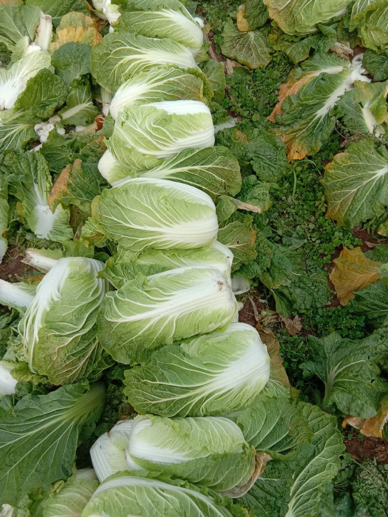 《青杂三号白菜》河南白菜商丘白菜夏邑白菜现货供应中