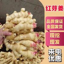 精品生姜红芽姜货源充足量大从优质量保证欢迎咨询