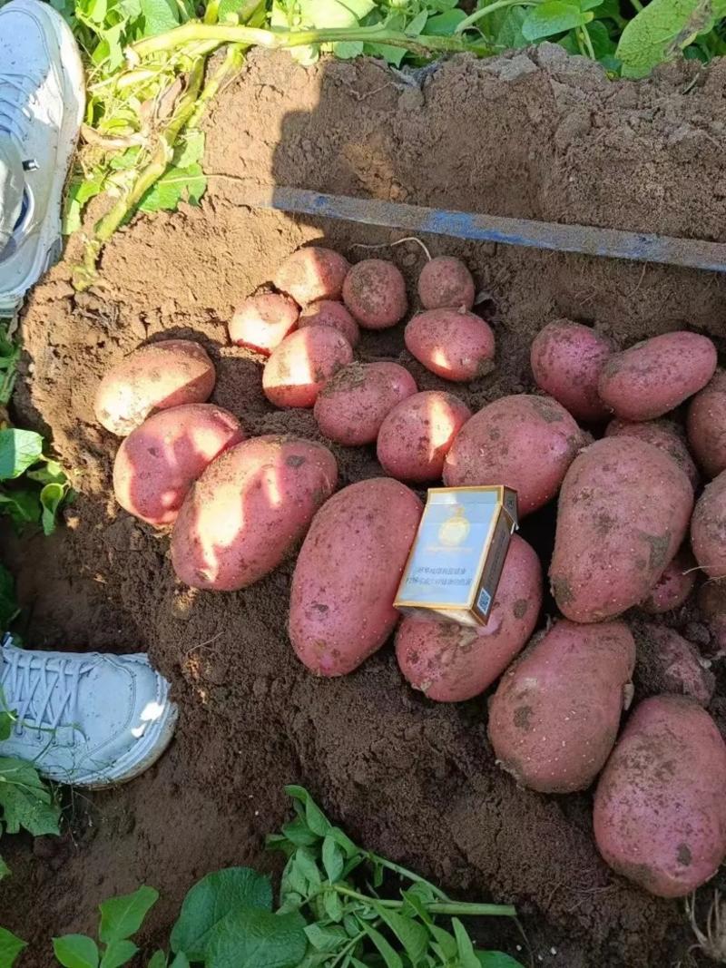 【土豆】河北雪川红土豆万亩基地持续供应对接全国市场