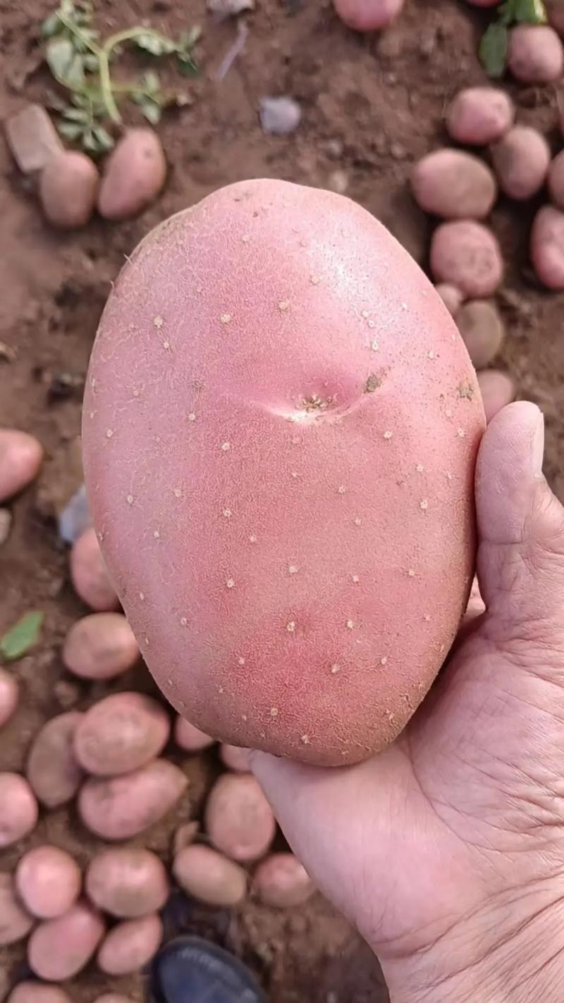 【土豆】河北雪川红土豆万亩基地持续供应对接全国市场