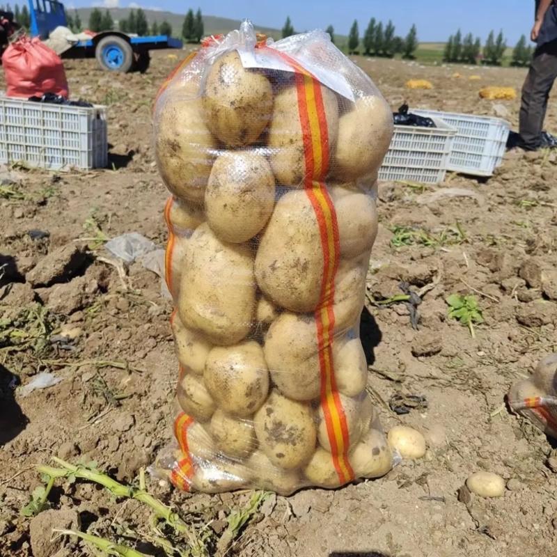 【土豆】河北沃土沃土5号土豆大量供应可视频看货