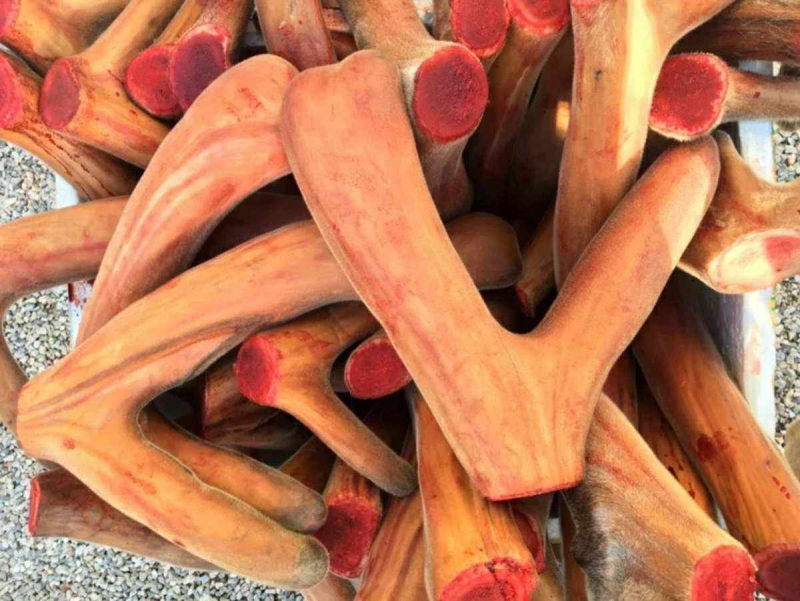 精品鹿茸新割头茬二杠三叉头养殖场直供有需致电