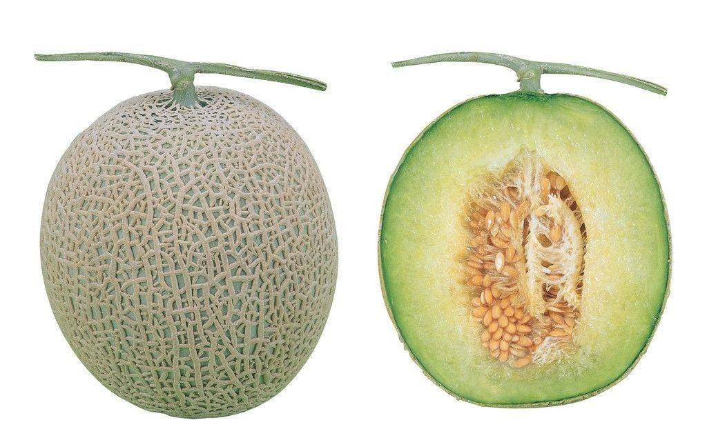 哈密瓜与蜜瓜外观对比