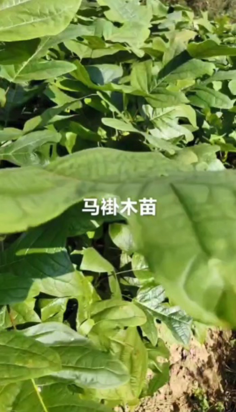 湖北恩施马褂木苗，规格齐全，可视频看货，20-90公分