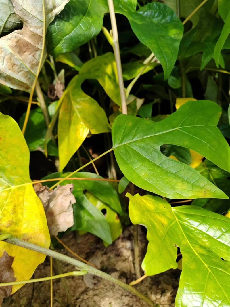 湖北恩施马褂木苗，规格齐全，可视频看货，20-90公分