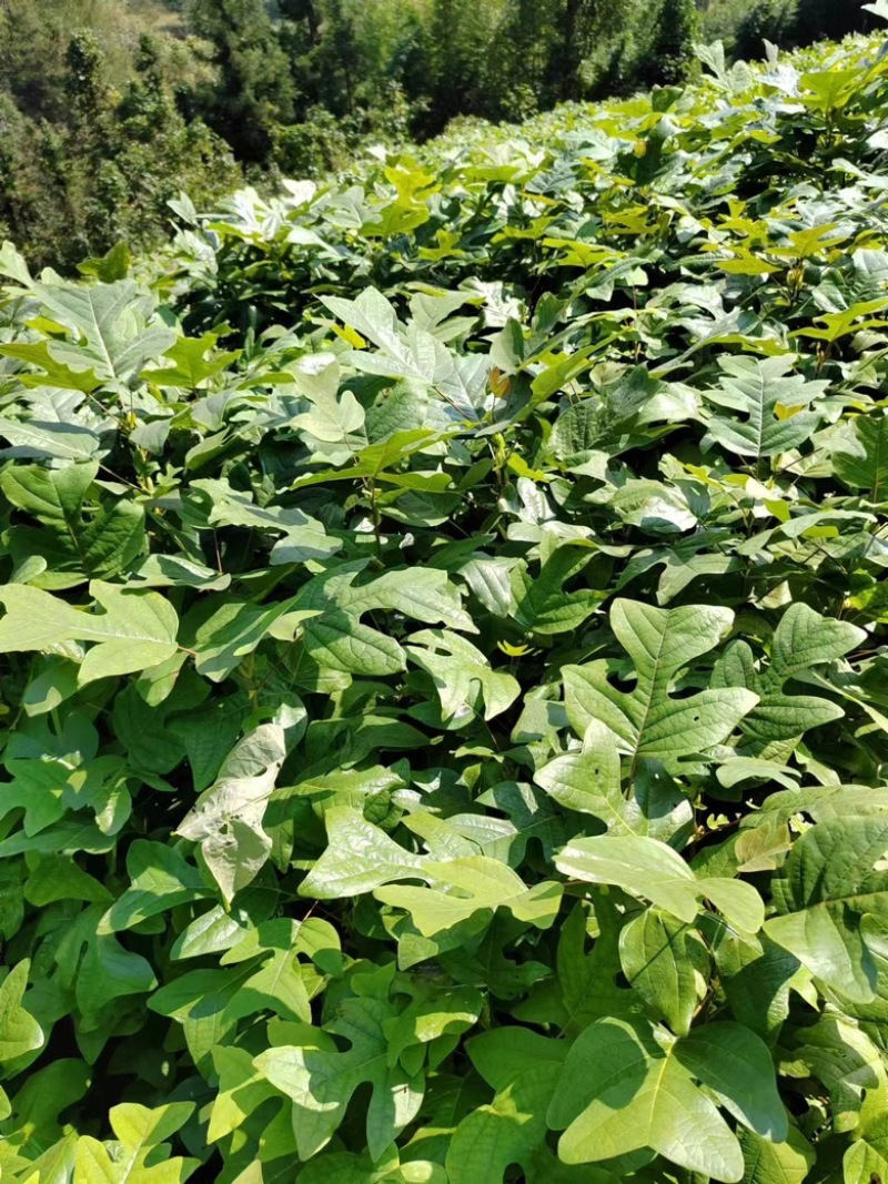 湖北恩施马褂木苗，规格齐全，可视频看货，20-90公分