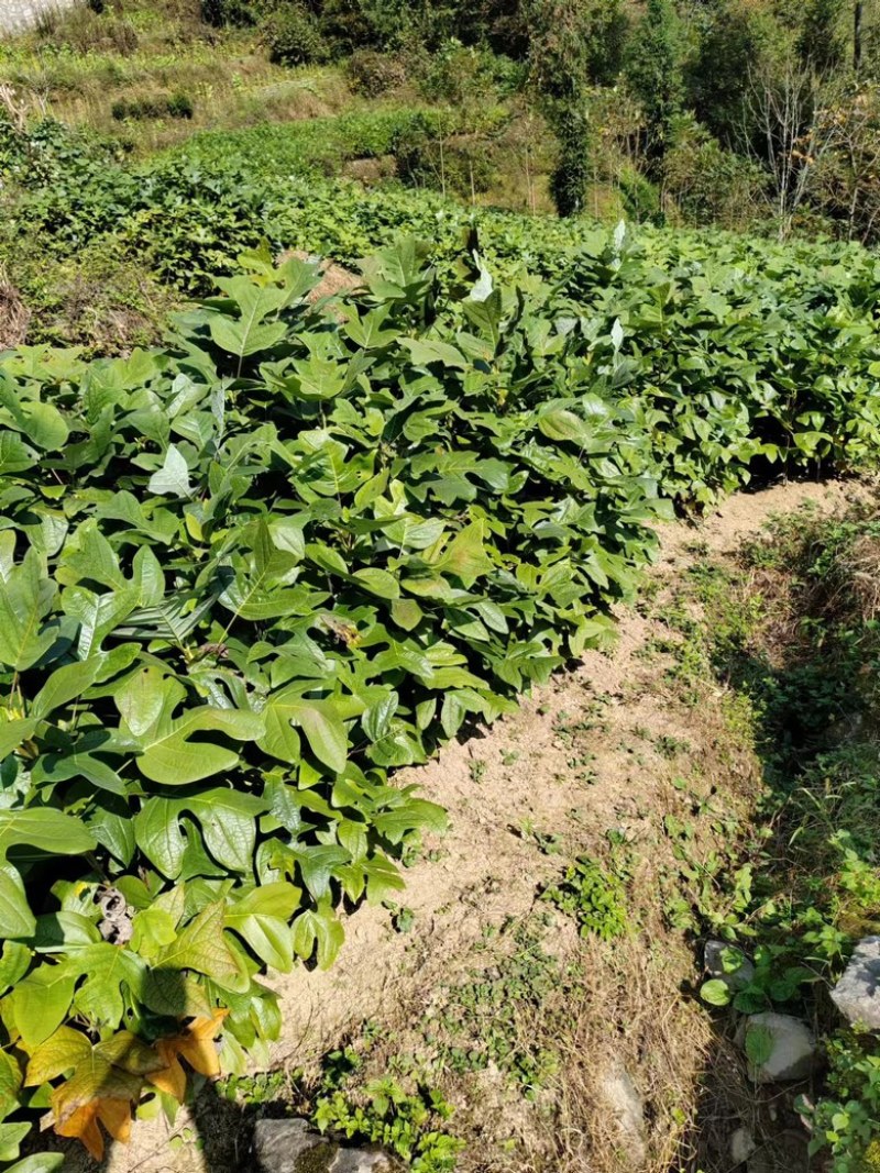湖北恩施马褂木苗，规格齐全，可视频看货，20-90公分