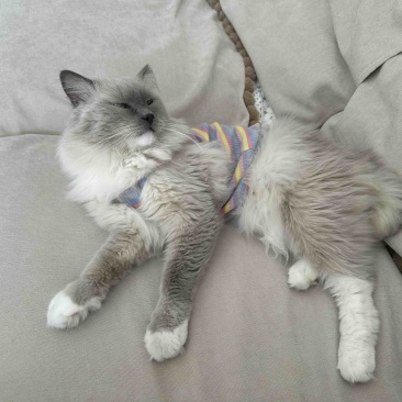 宠物猫