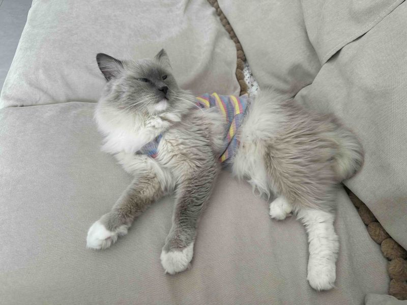 宠物猫