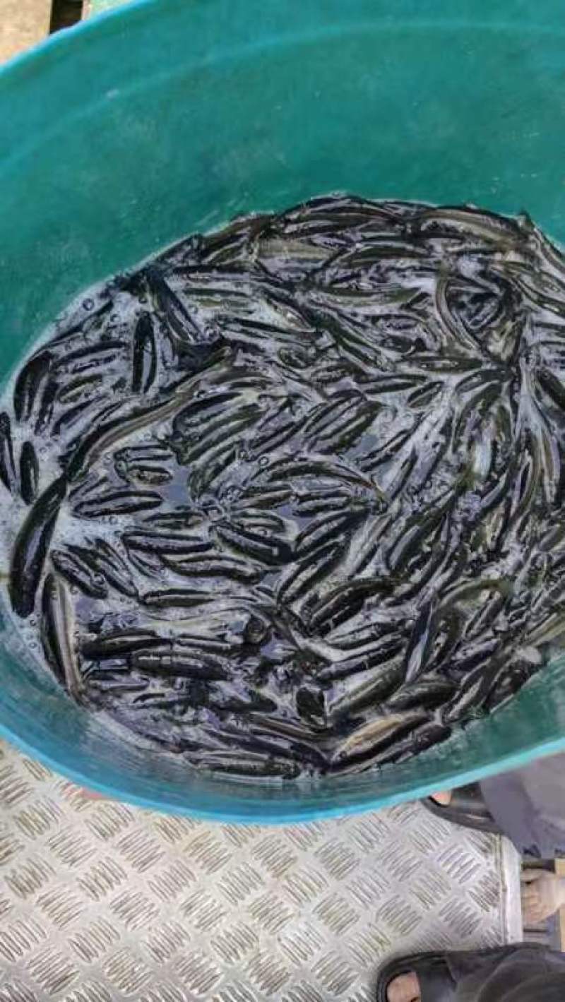 柳根成鱼苗，品质保证，产地直发