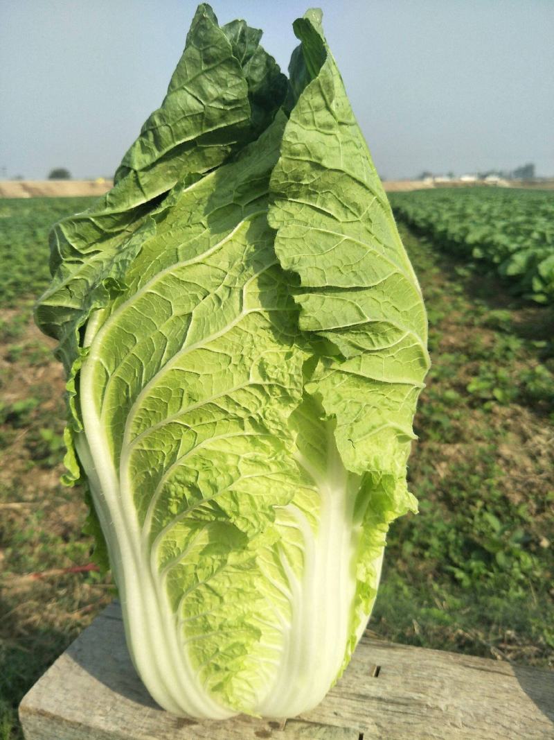 黄心大白菜河南商丘白菜夏邑白菜现货供应中随到随装