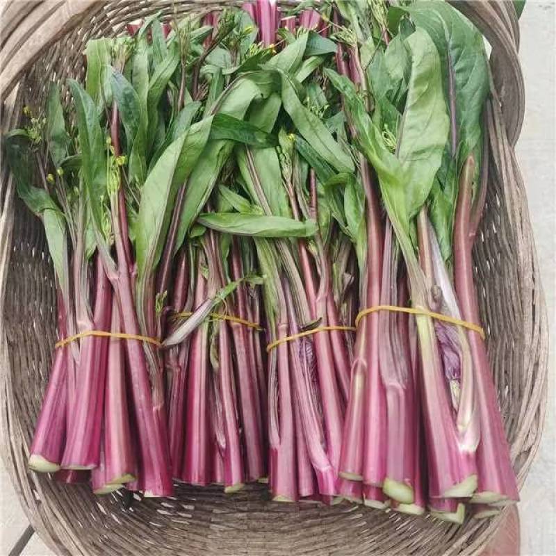 【精品菜苔】红菜苔湖北一手货源大量供应量大从优欢迎来电