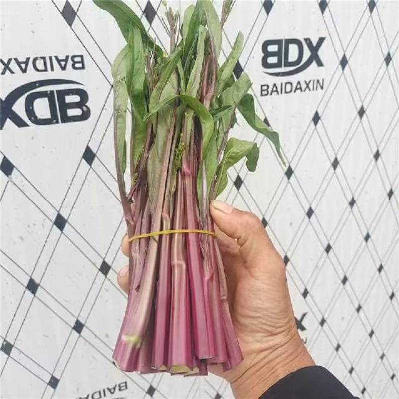 【精品菜苔】红菜苔湖北一手货源大量供应量大从优欢迎来电