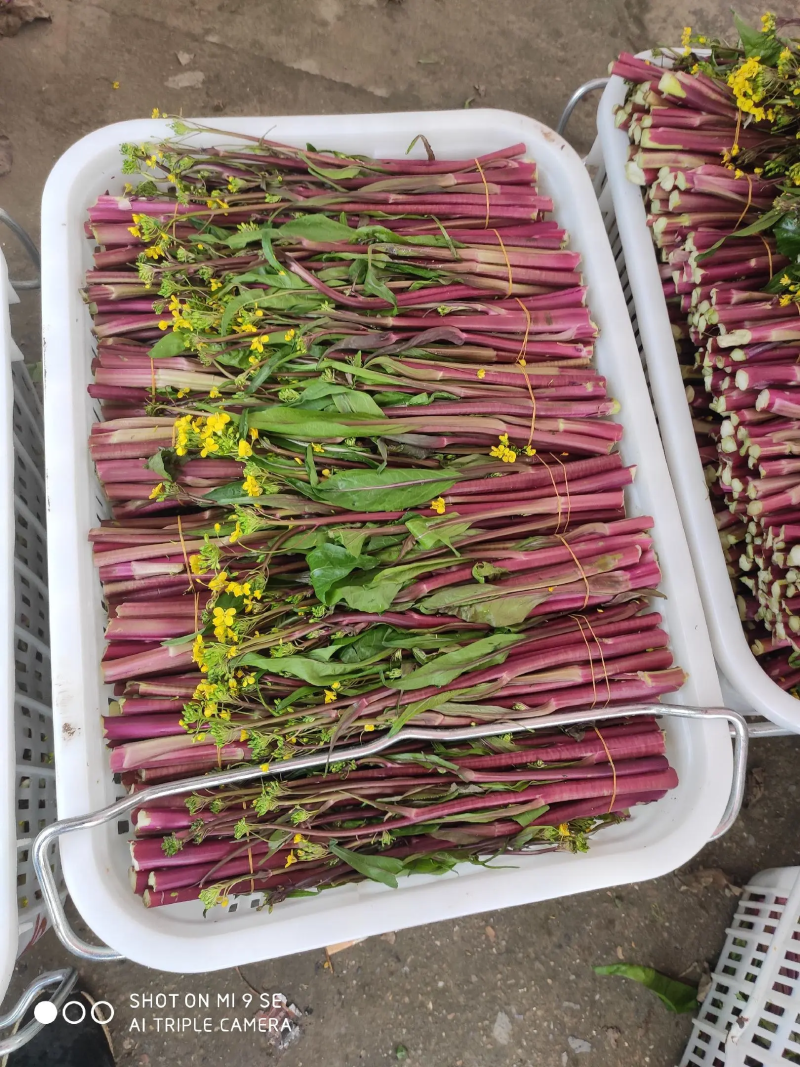 【精品菜苔】红菜苔湖北一手货源大量供应量大从优欢迎来电