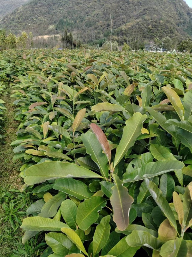 湖北恩施鹤峰厚朴苗，规格齐全，品质保证，30_80公分