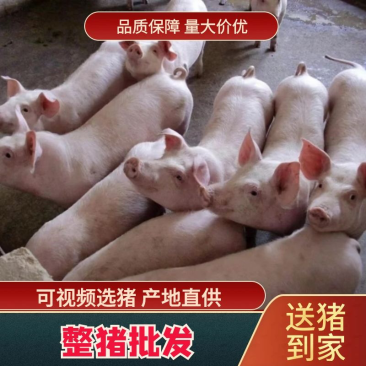 《精选》山东优质仔猪/三元猪仔/品种齐全