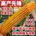 红轴高产大棒玉米种隆平高科惠民157抗旱矮杆