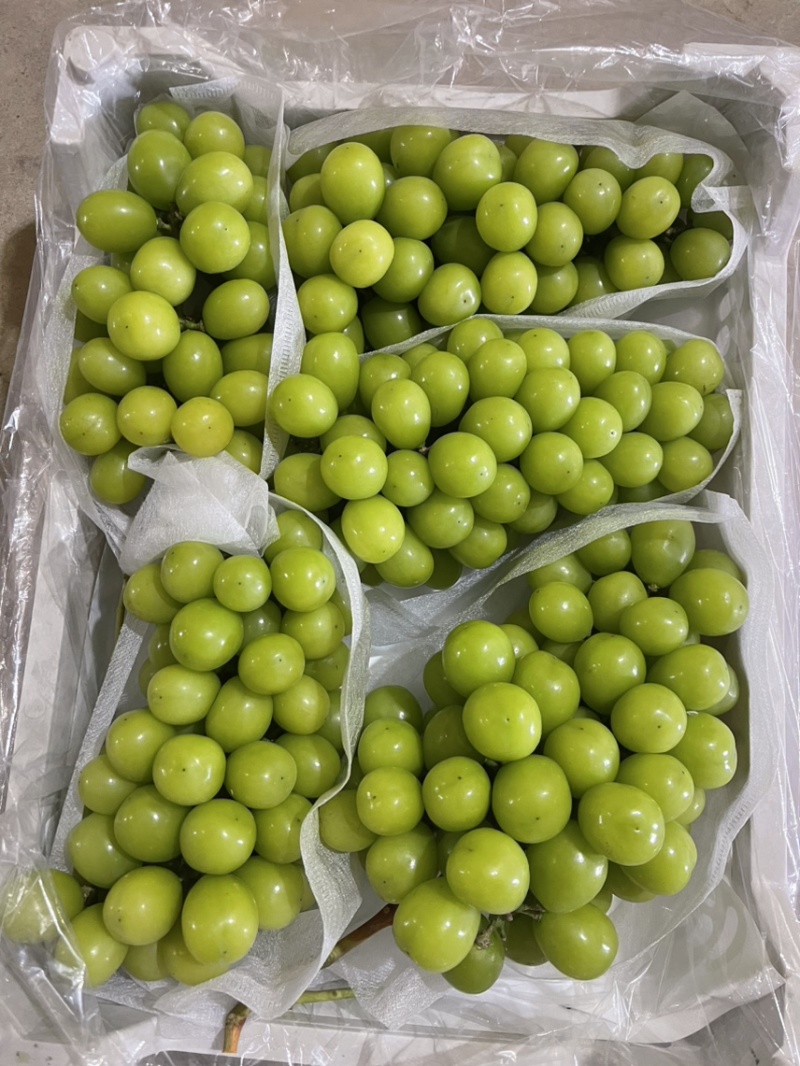 卢龙冷库阳光玫瑰，串大粒大口感好，硬度好，价低勿扰